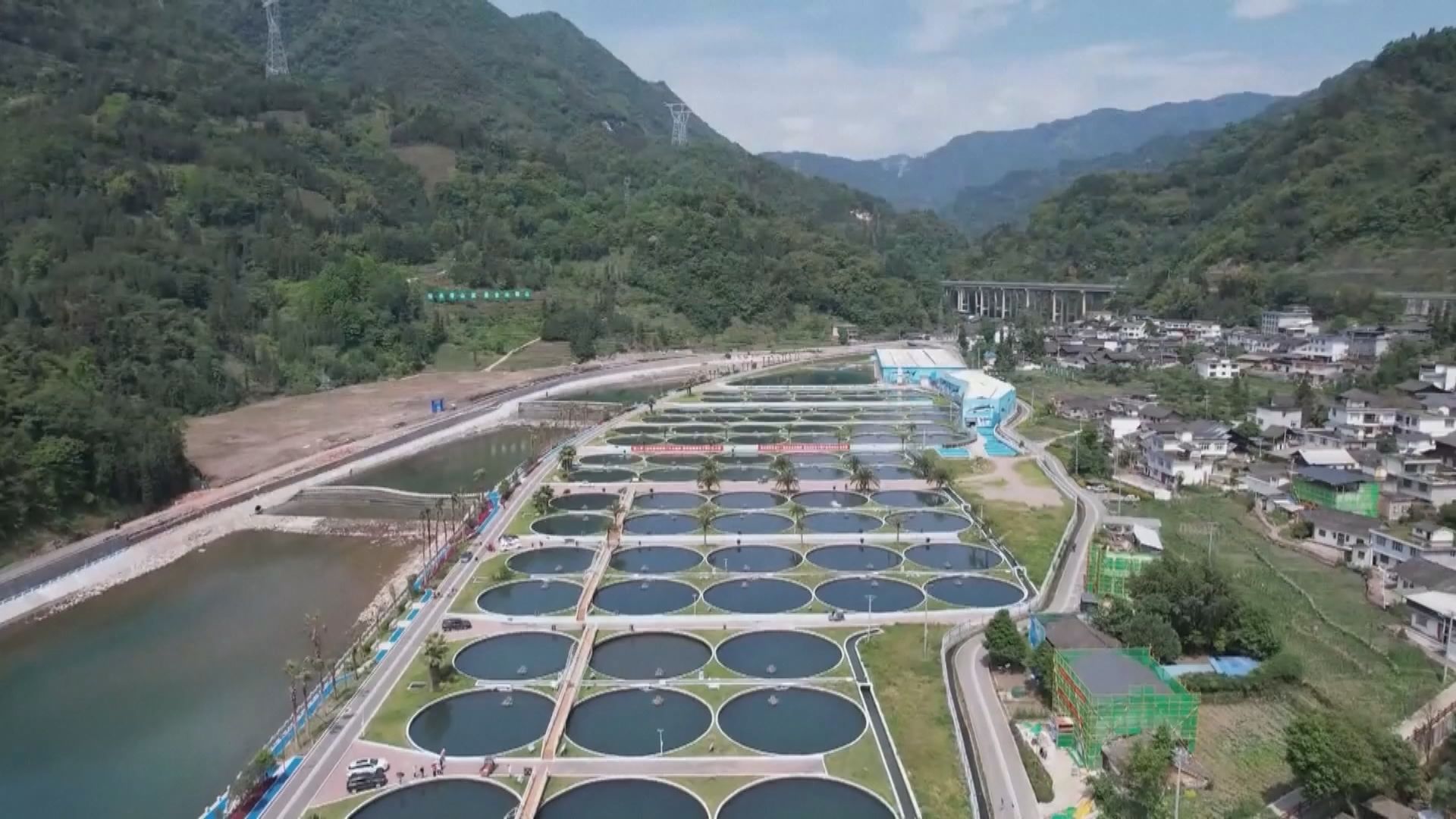 四川雅安大量生產魚子醬 躍升至全球產量第二位