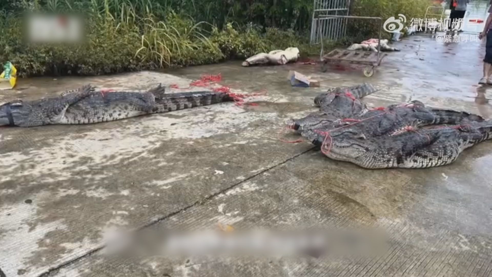 茂名70多條鱷魚洪水中逃走 特警到場協助捕殺