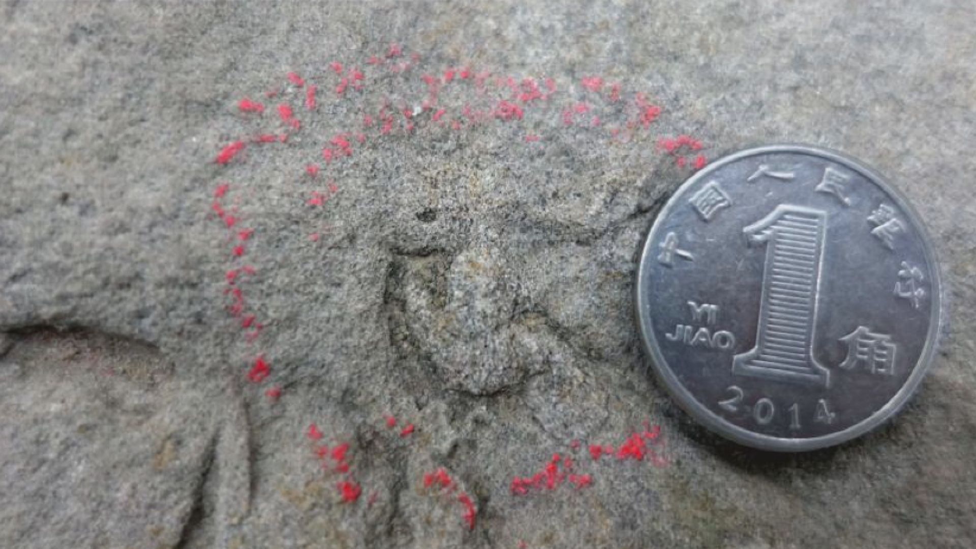 四川自貢發現國內最小恐龍足跡　僅長10.2毫米