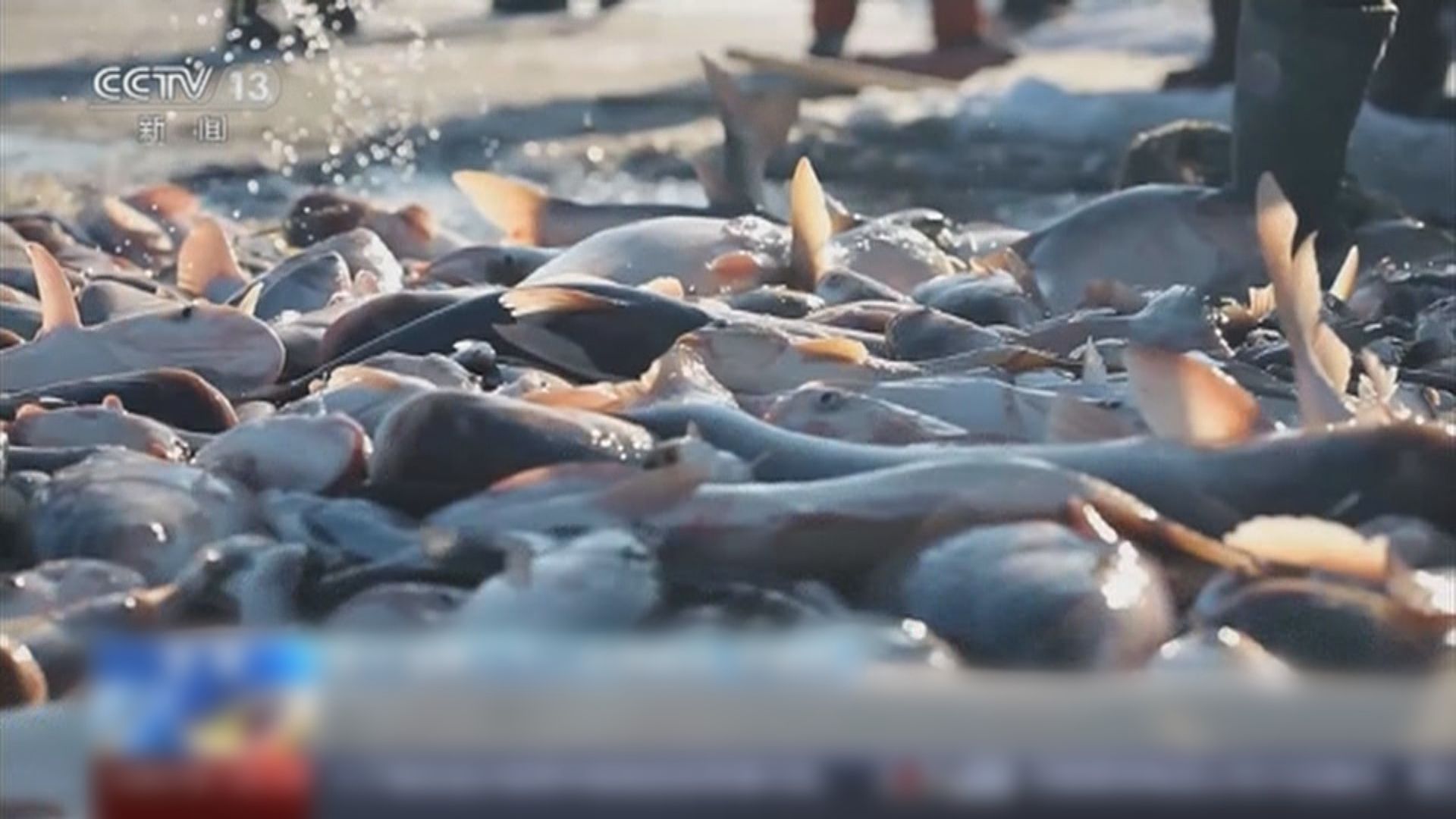 吉林查干湖冬捕沿用蒙古族傳統方法 年撈近300萬斤魚