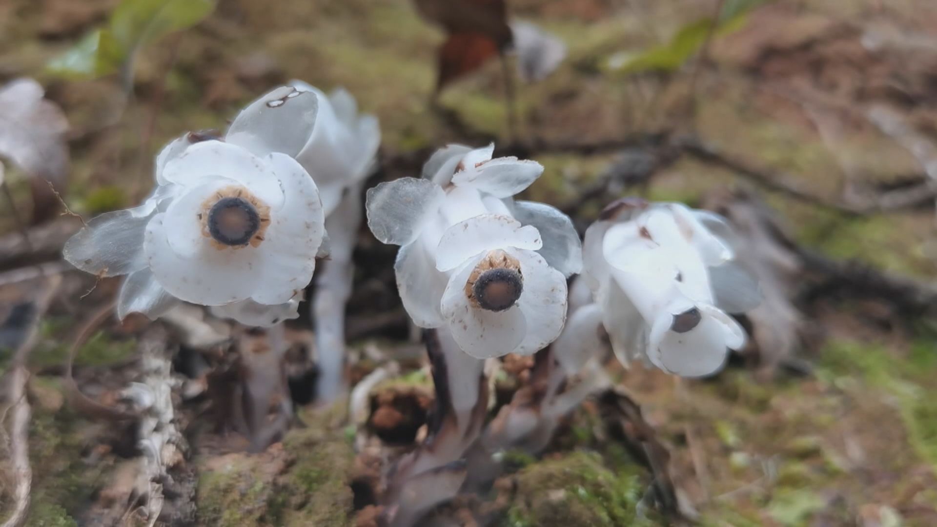江西發現珍稀植物「幽冥之花」水晶蘭 一年藏地底300天 