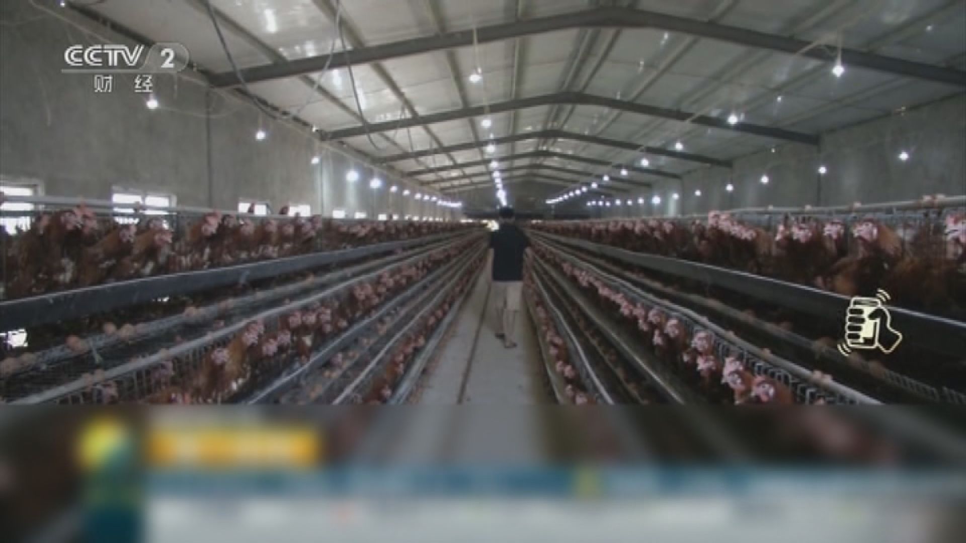 湖南省爆H5N1禽流感　當局撲殺逾萬家禽
