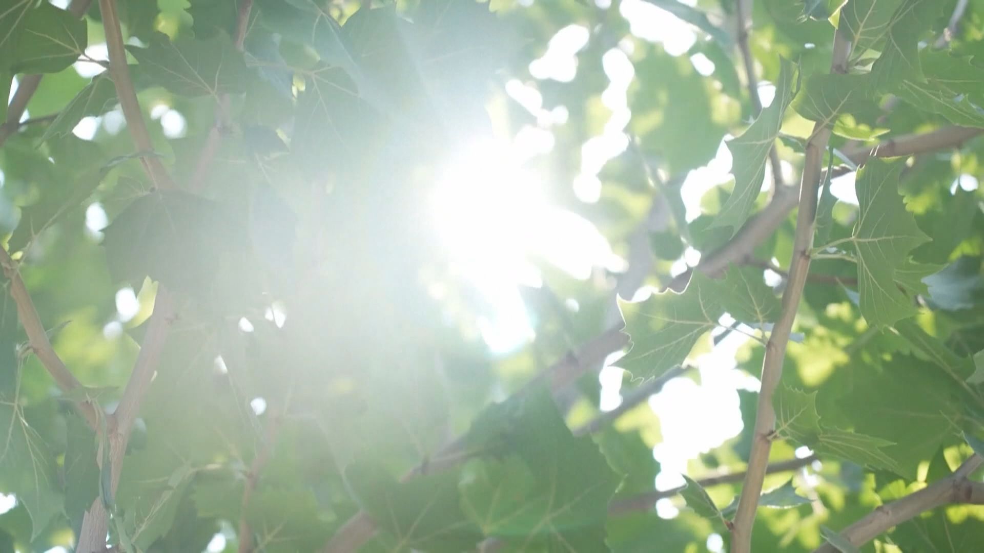 熱浪席捲內地多地　河南體感溫度料逾50度