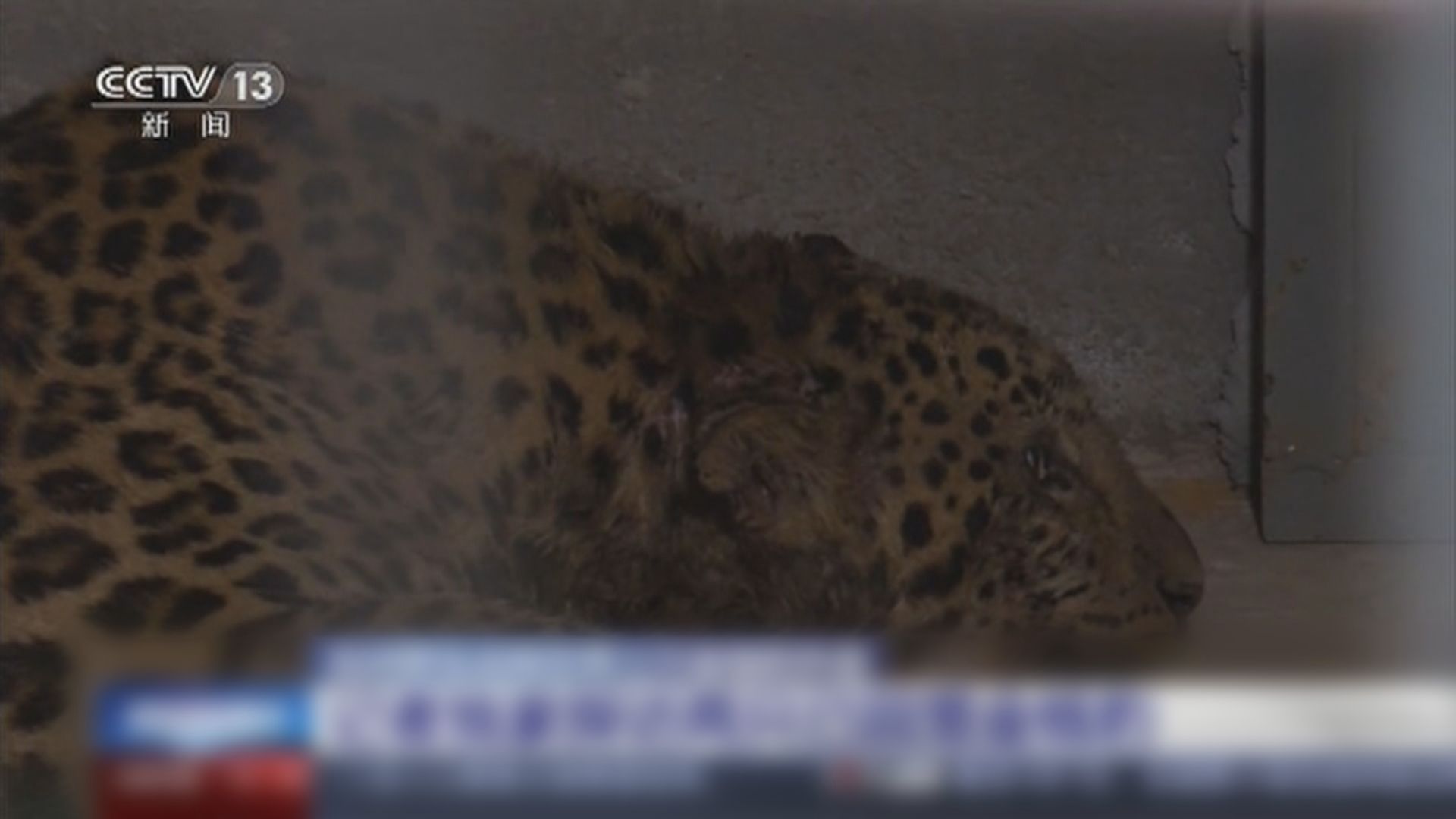 杭州野生動物世界走失金錢豹　一隻仍不知所終