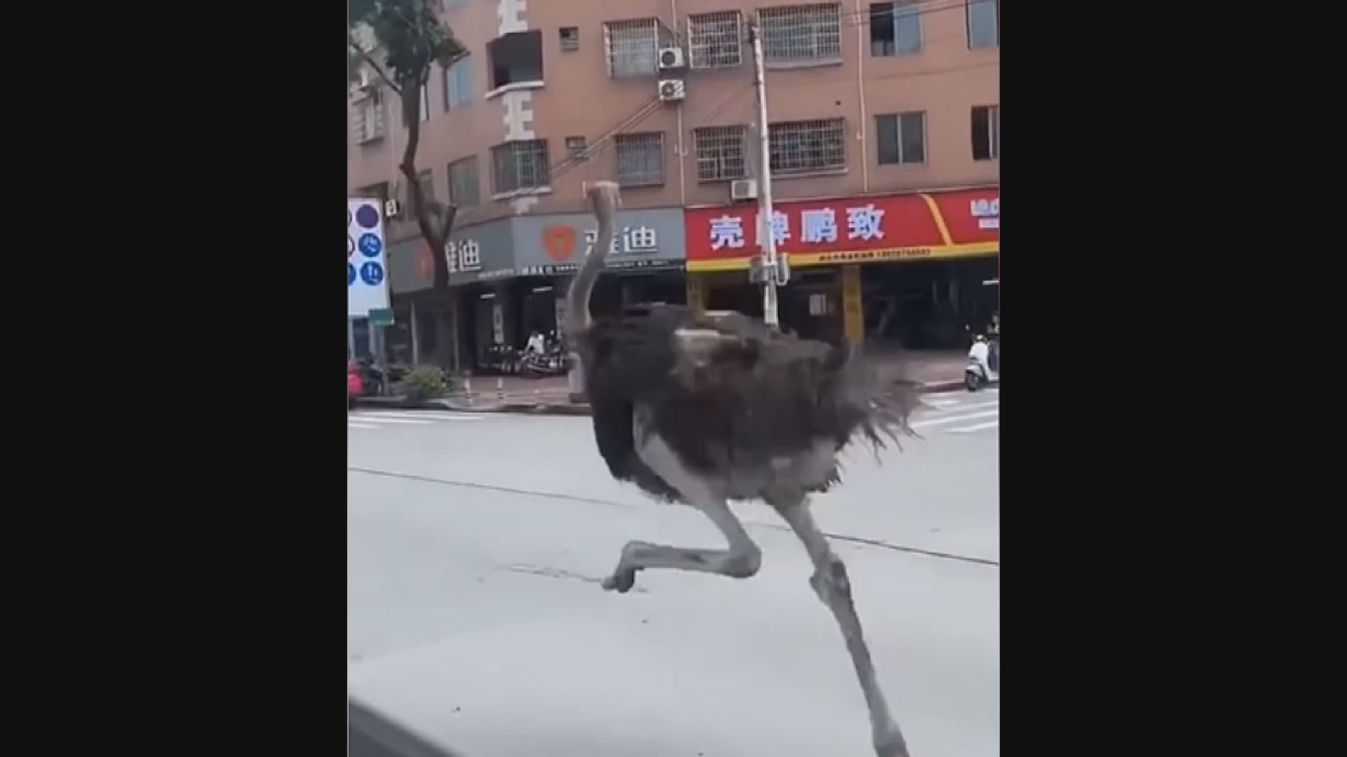 廣東肇慶有鴕鳥在馬路奔跑