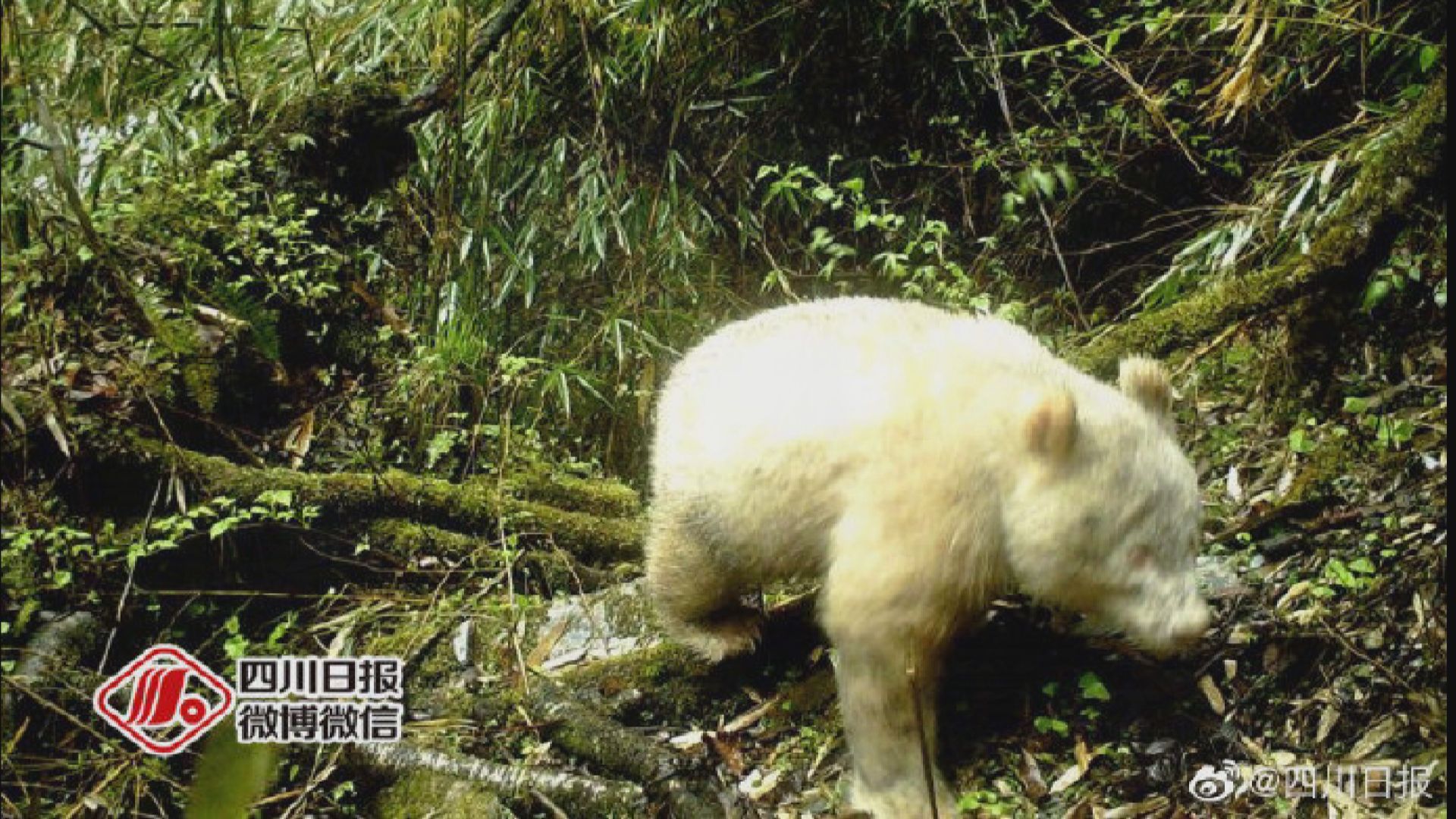 四川臥龍拍攝到全球首隻白化大熊貓