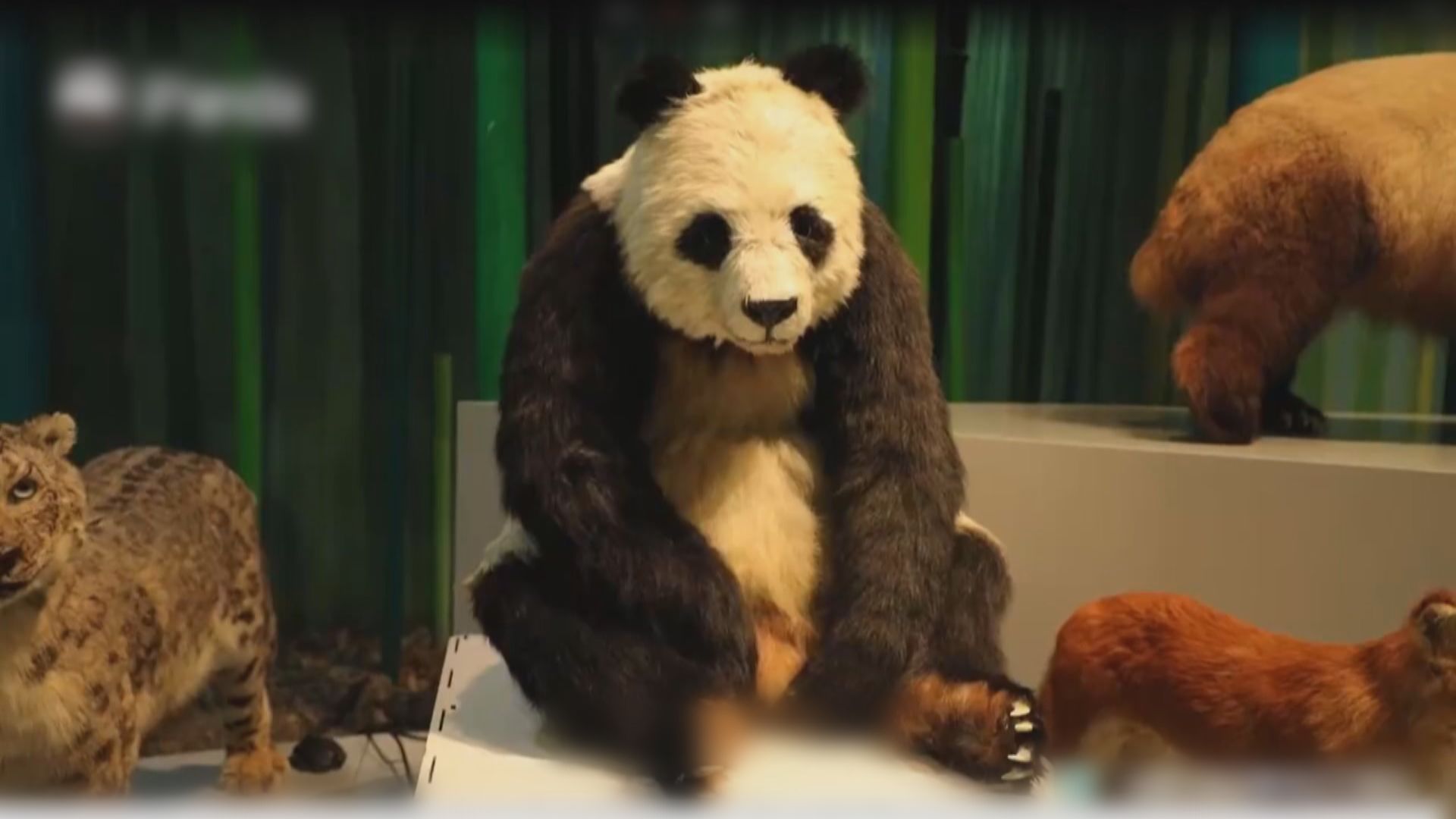 全球首個仿生大熊貓機械人亮相