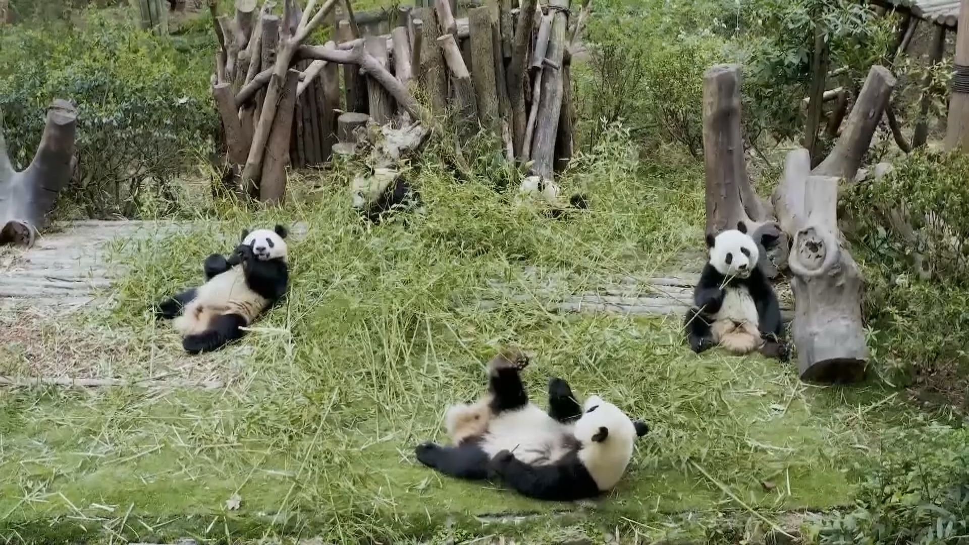 成都熊貓基地大熊貓數量近30年增12倍