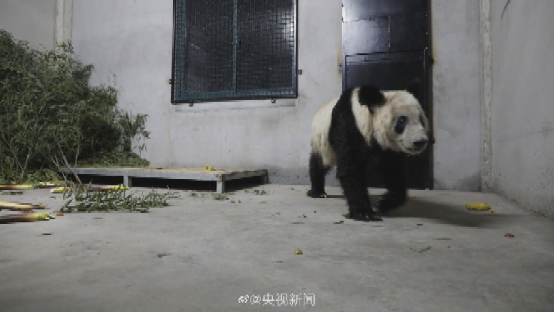 旅居美國大熊貓「丫丫」飛抵上海　將隔離一個月