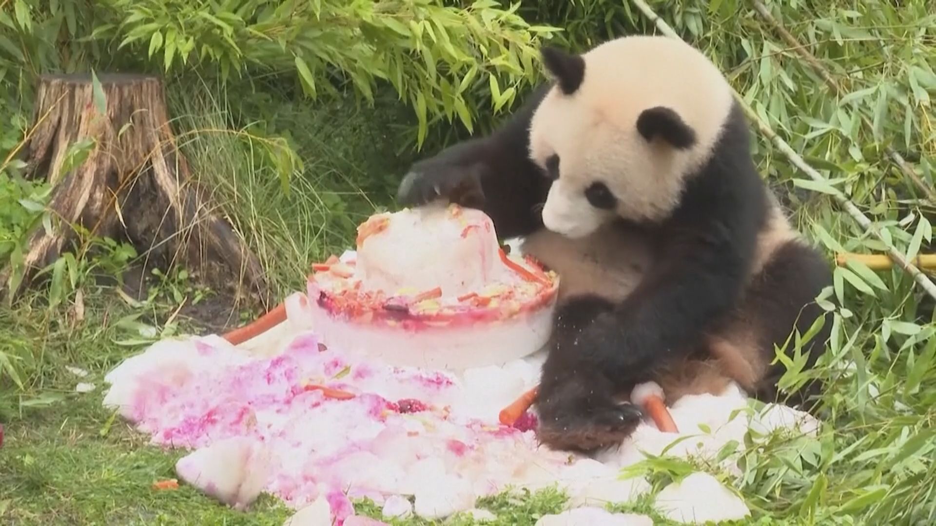 英唯一一對大熊貓將在下月初返回中國