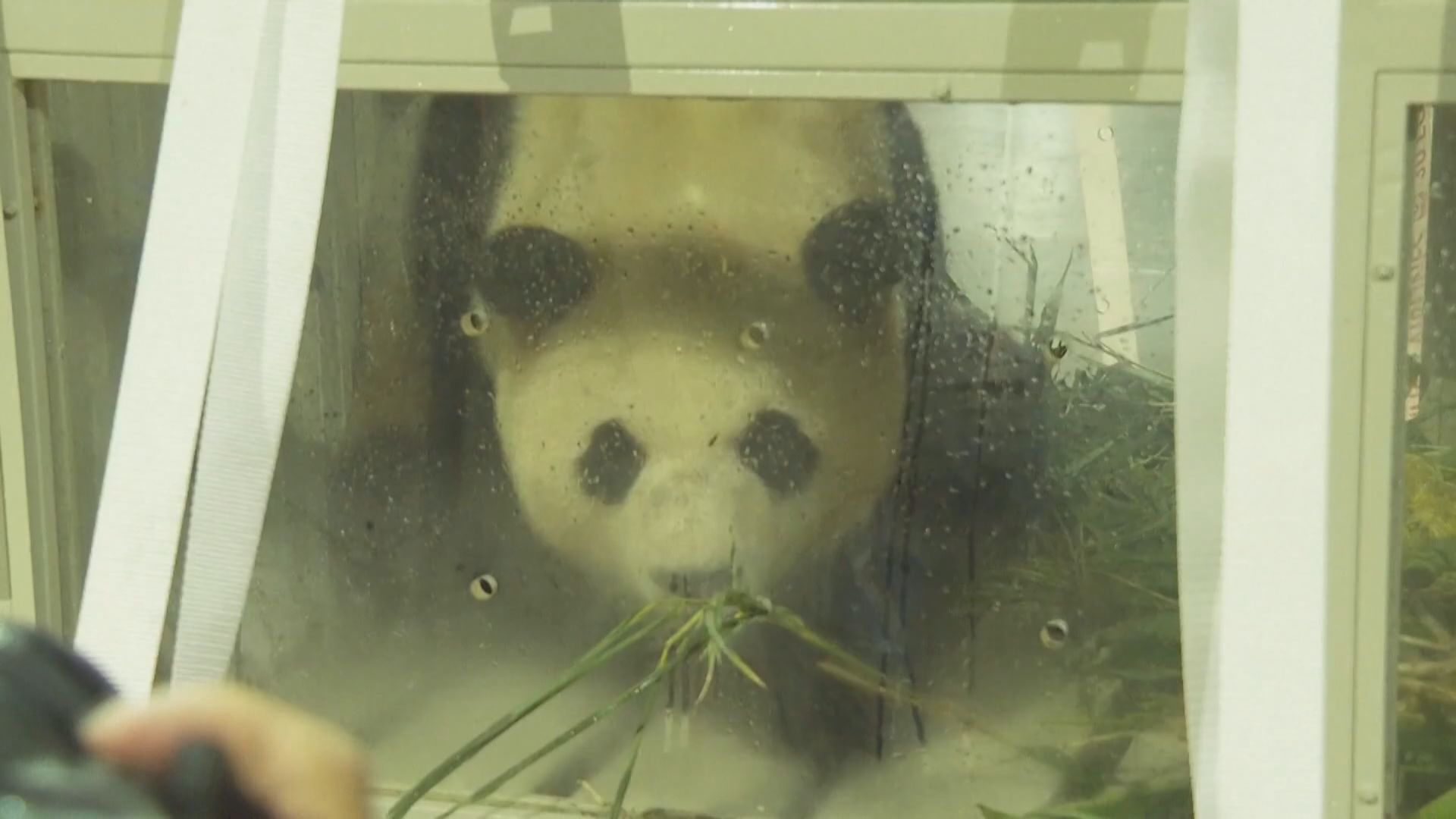 大熊貓福寶抵四川保護中心接受一個月隔離