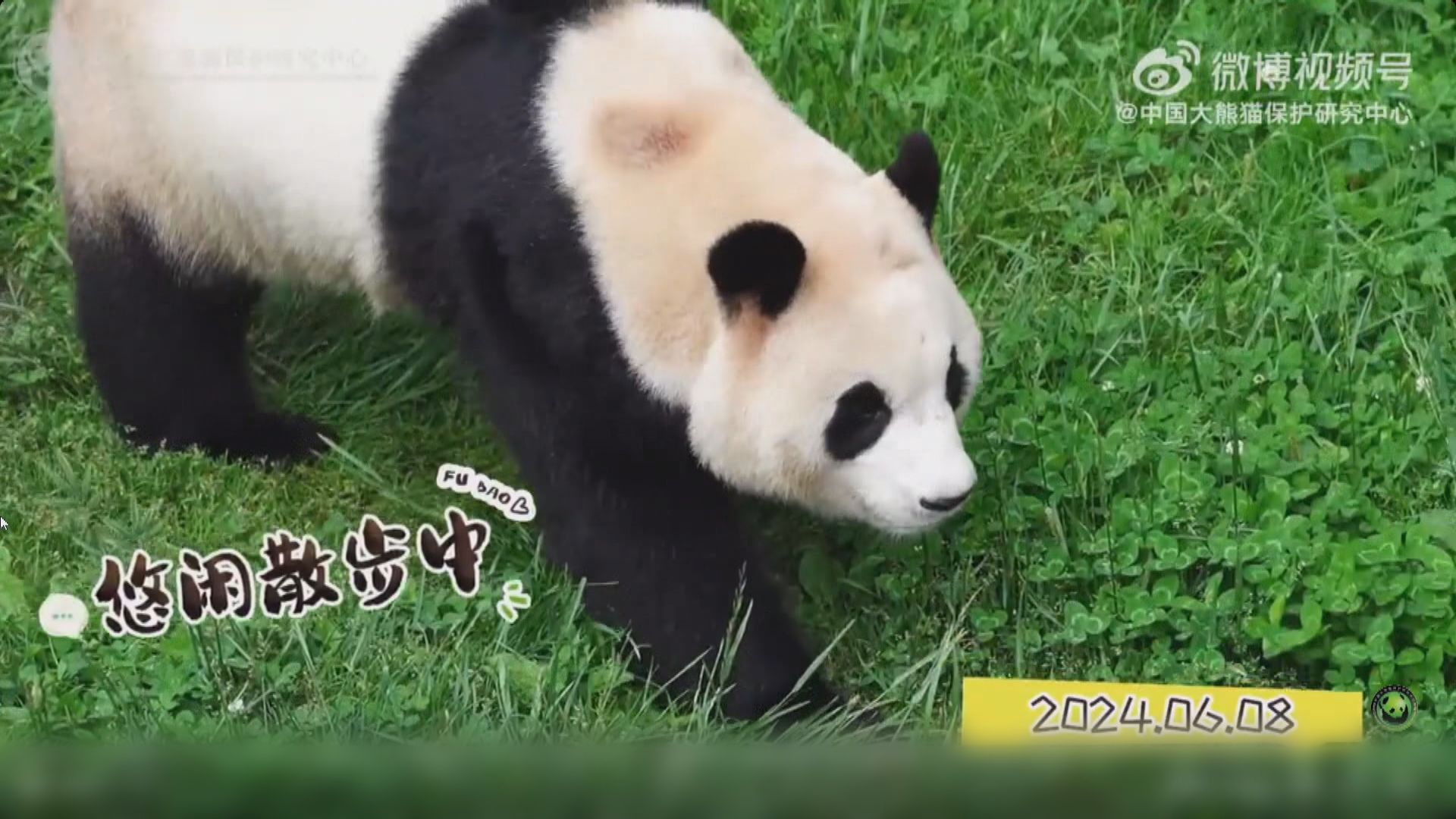 大熊貓福寶周三在四川保護研究中心亮相