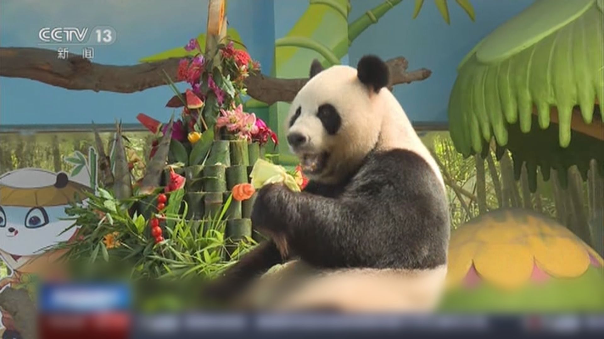 廣州為全球唯一大熊貓三胞胎慶祝十歲生日