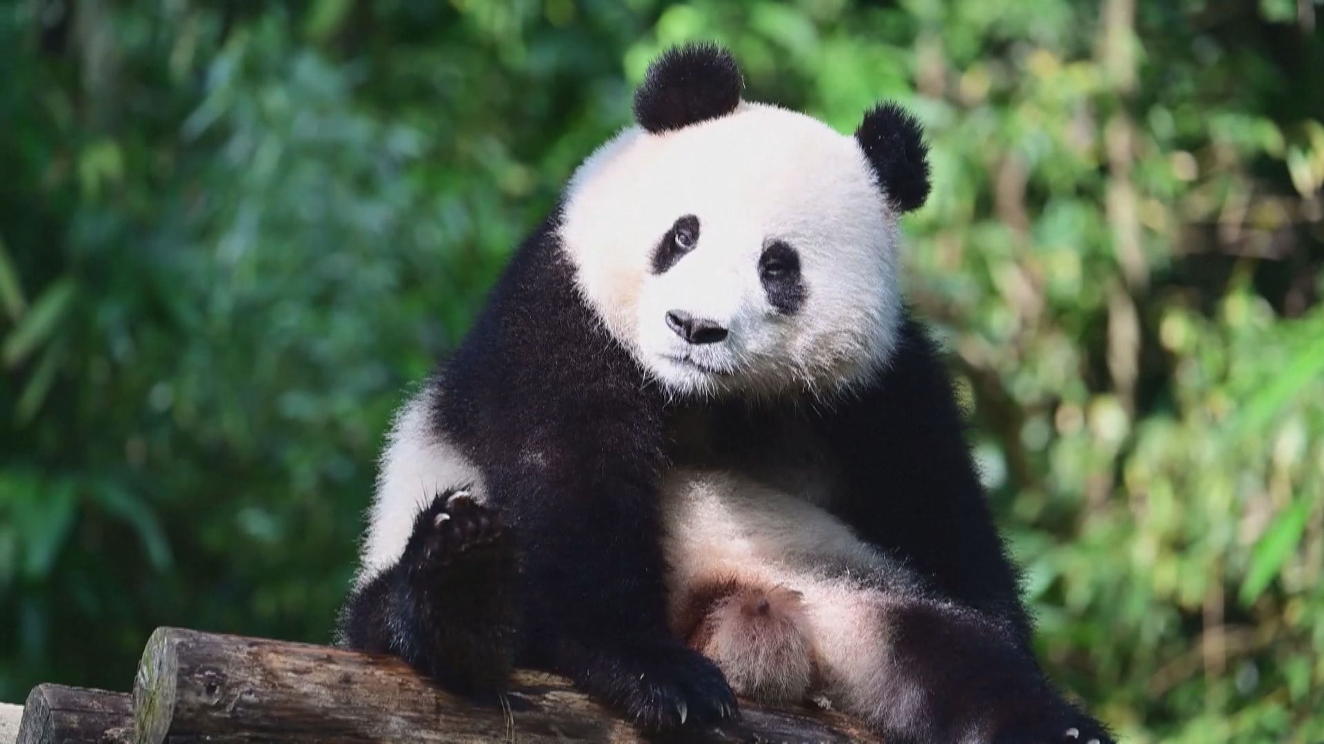 大熊貓「寶力」「青寶」赴美國華盛頓國家動物園旅居