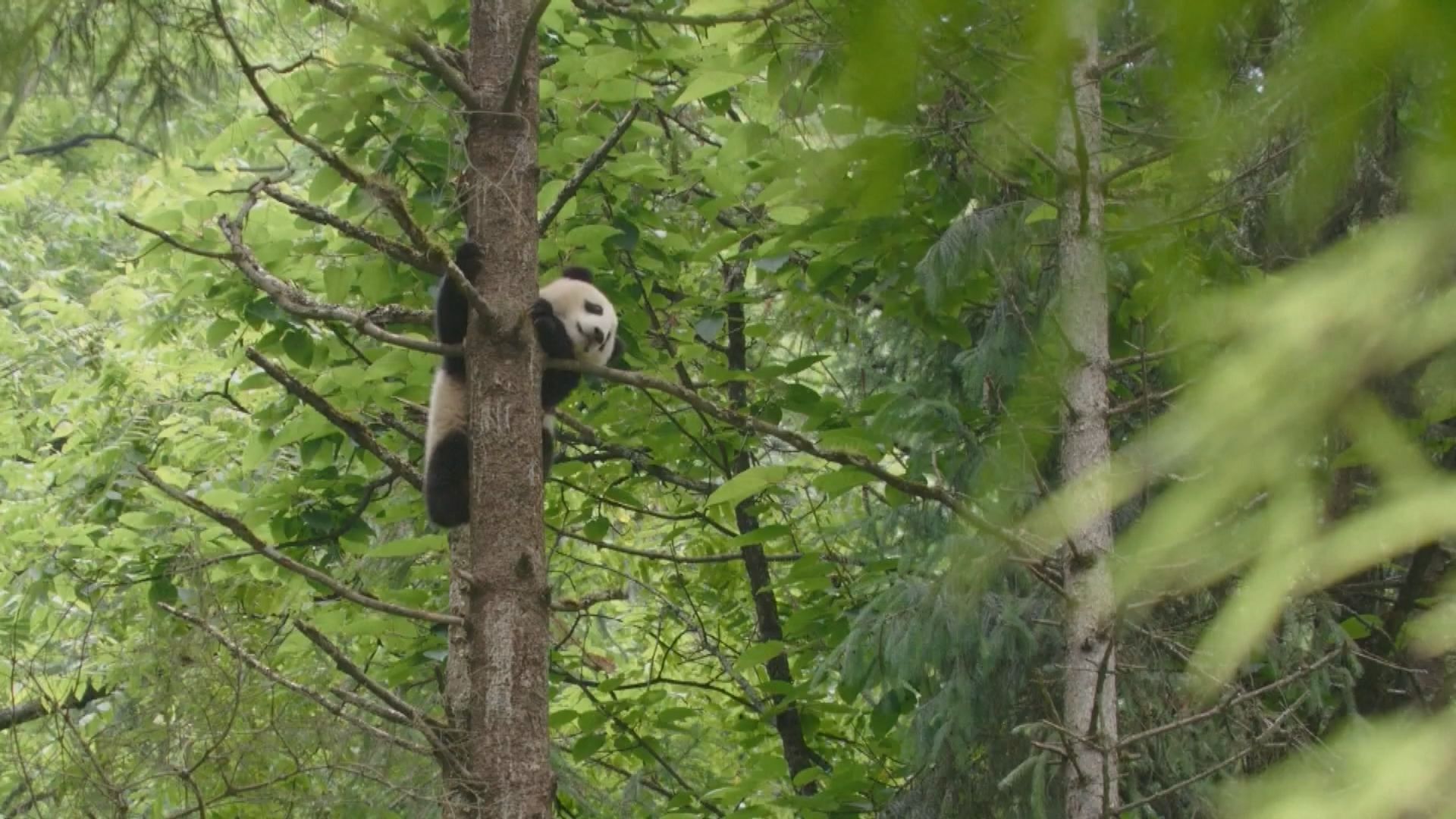 內地設立首批國家公園　大熊貓國家公園橫跨三個省份