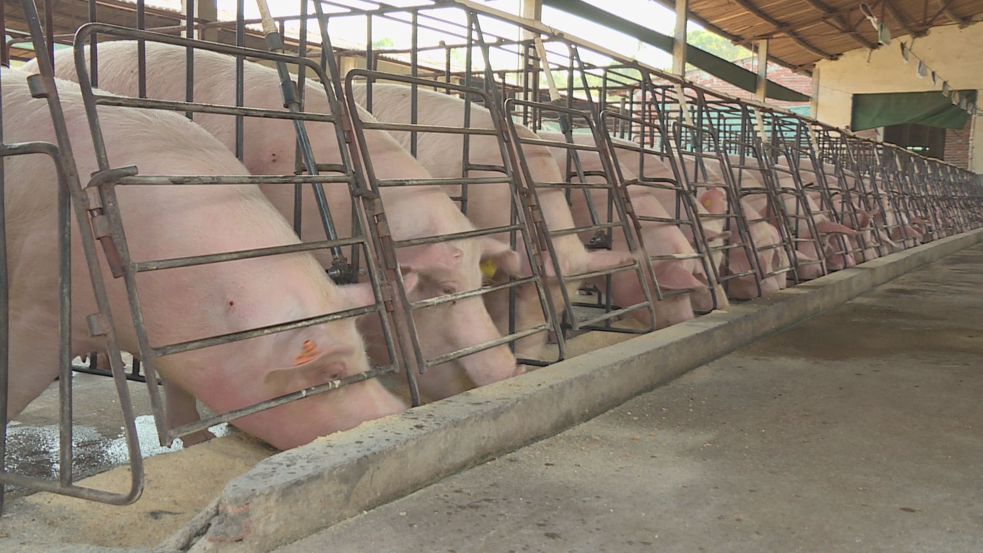 內地非洲豬瘟疫情蔓延至安徽