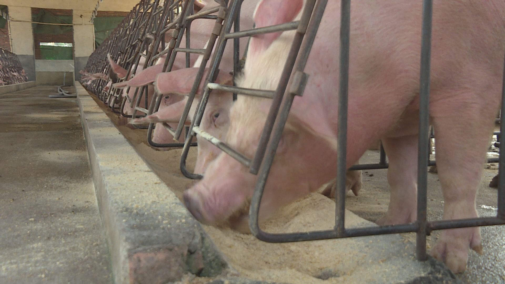 發改委研究投放豬肉儲備　防止豬肉價格急升