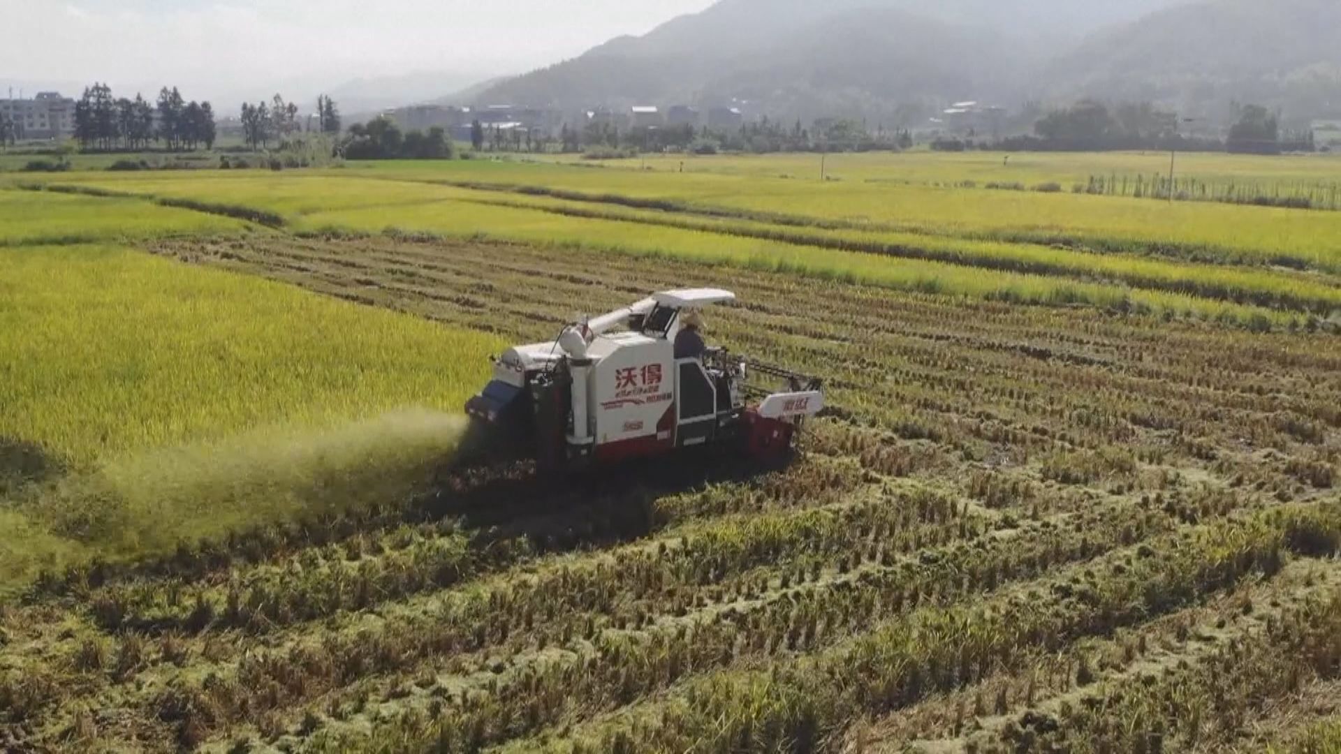 內地研究團隊確認中國為水稻起源地