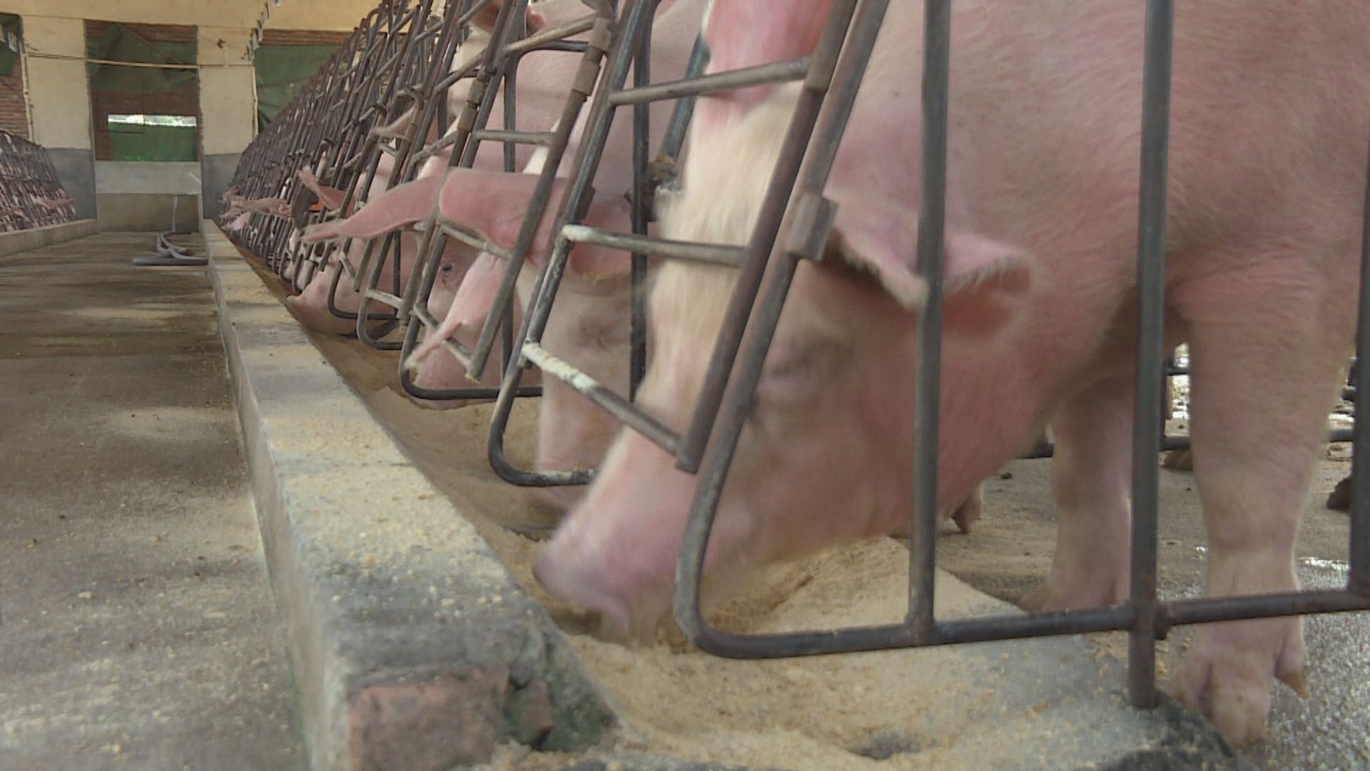 農業農村部：豬肉供應已過最緊張時期