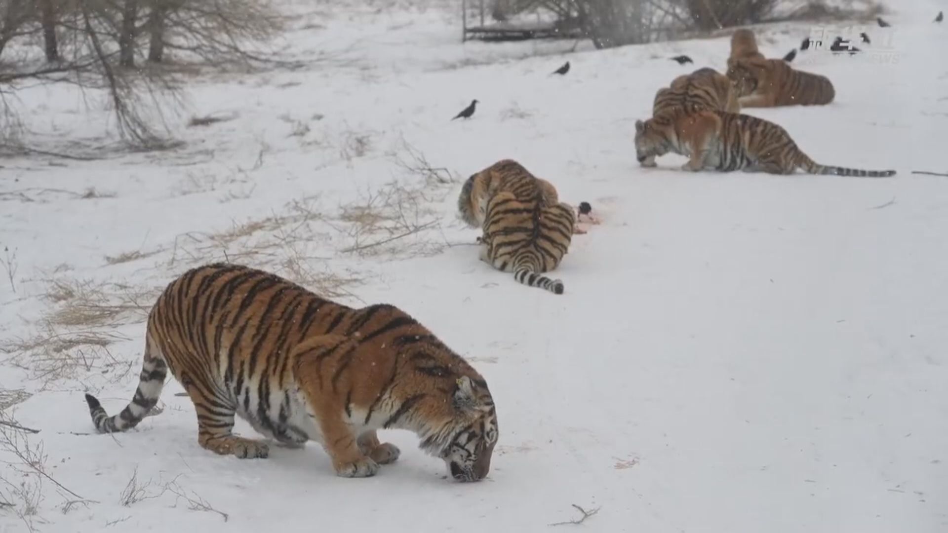 安徽阜陽野生動物園5年有20隻瀕危東北虎死亡 政府徹查