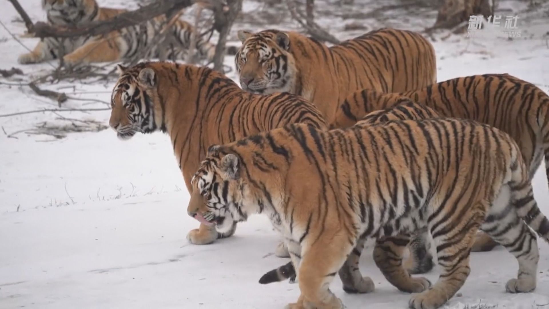 野生東北虎數量漸增　頻頻在黑龍江與吉林現身