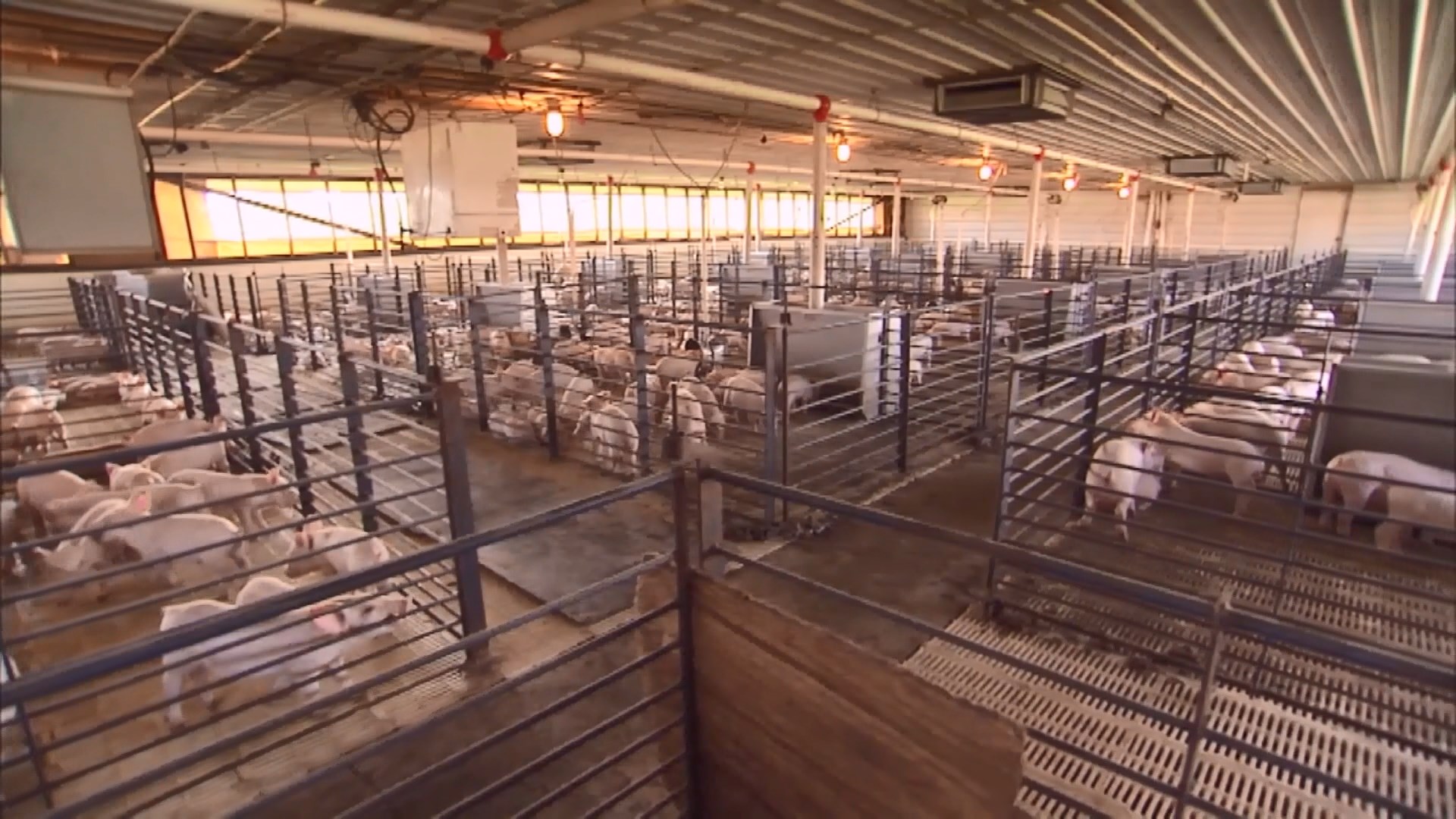 中國買家取消逾三千噸美國豬肉進口訂單