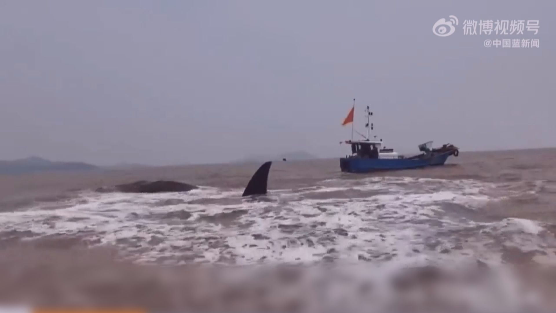 浙江寧波象山縣對開海域有抹香鯨擱淺