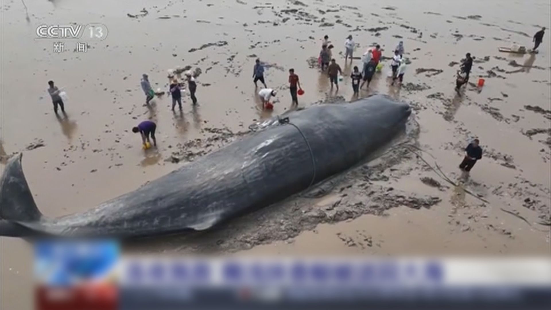 浙江抹香鯨擱淺近一日後成功脫困返回大海