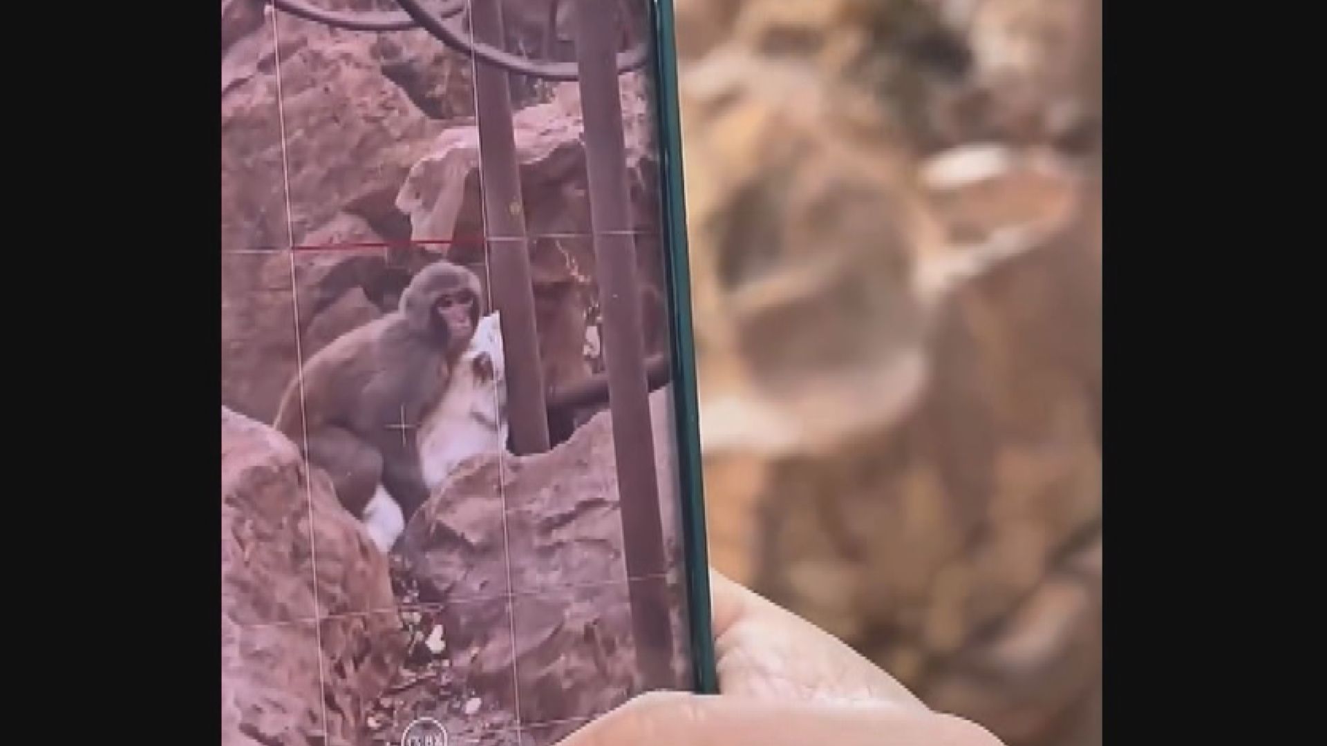 昆明動物園「猴貓共棲」 滅鼠貓疑受虐惹輿論抨擊