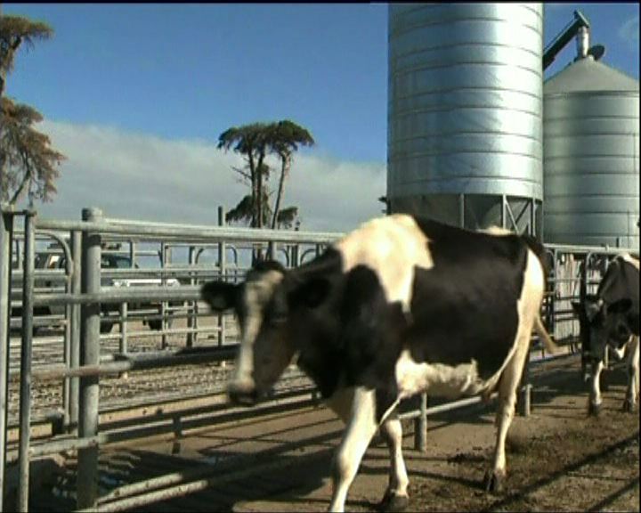 
中澳自貿協定下澳乳製產業最受惠
