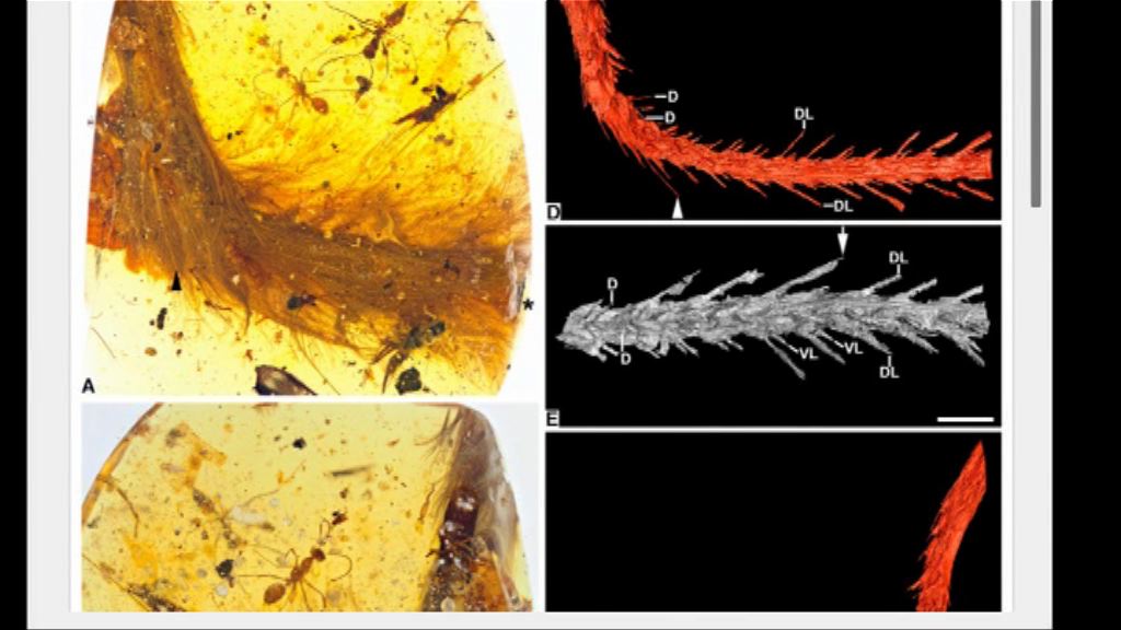 科學家琥珀中發現完整恐龍化石
