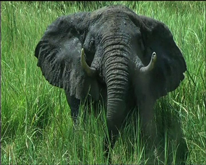 
東非獵殺大象情況嚴重