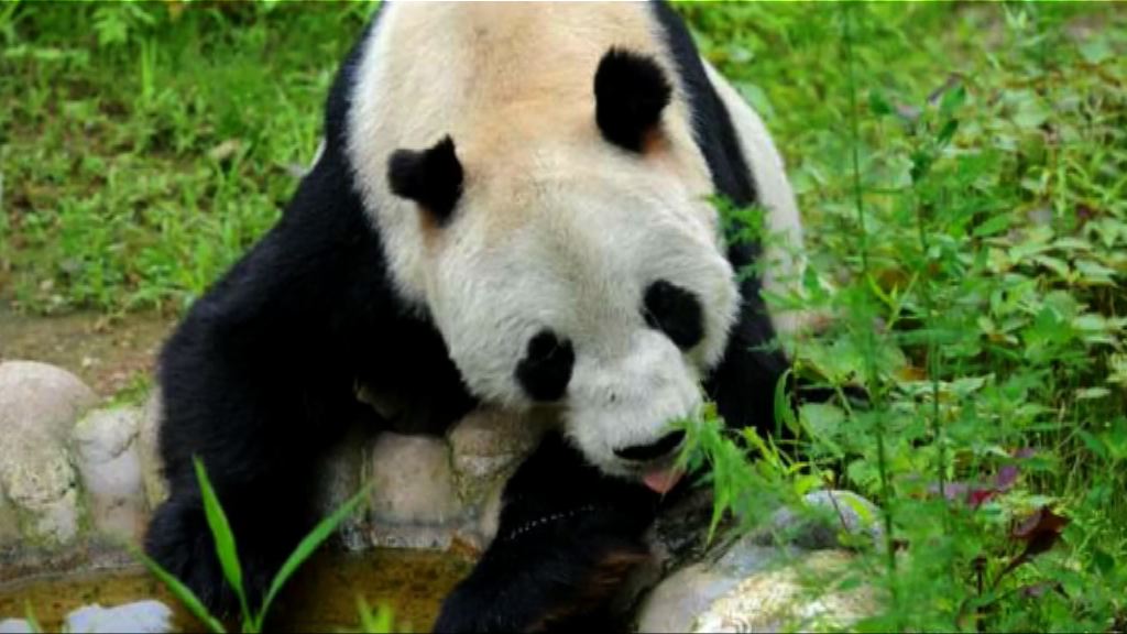 全球最老雄性大熊貓盼盼離世