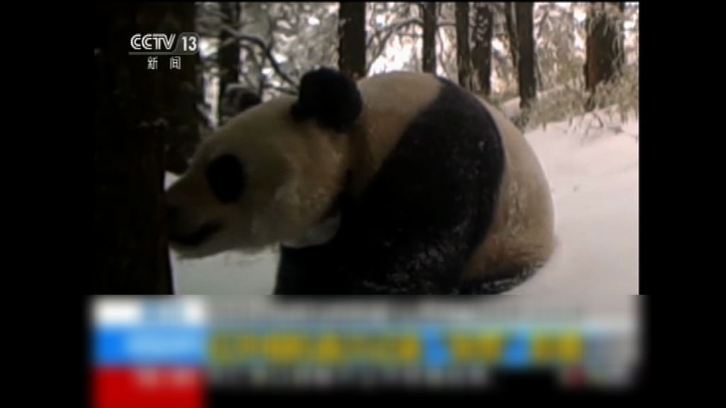 首隻放歸野外雌性大熊貓跨越保護區生活