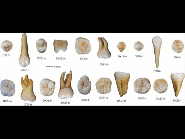 湖南出土牙齒化石改寫人類遷徙歷史