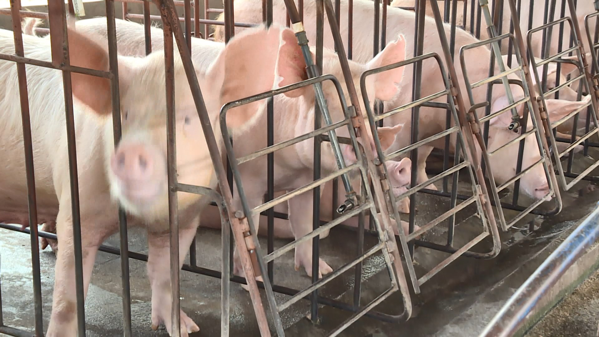 中國將恢復進口加拿大豬肉牛肉