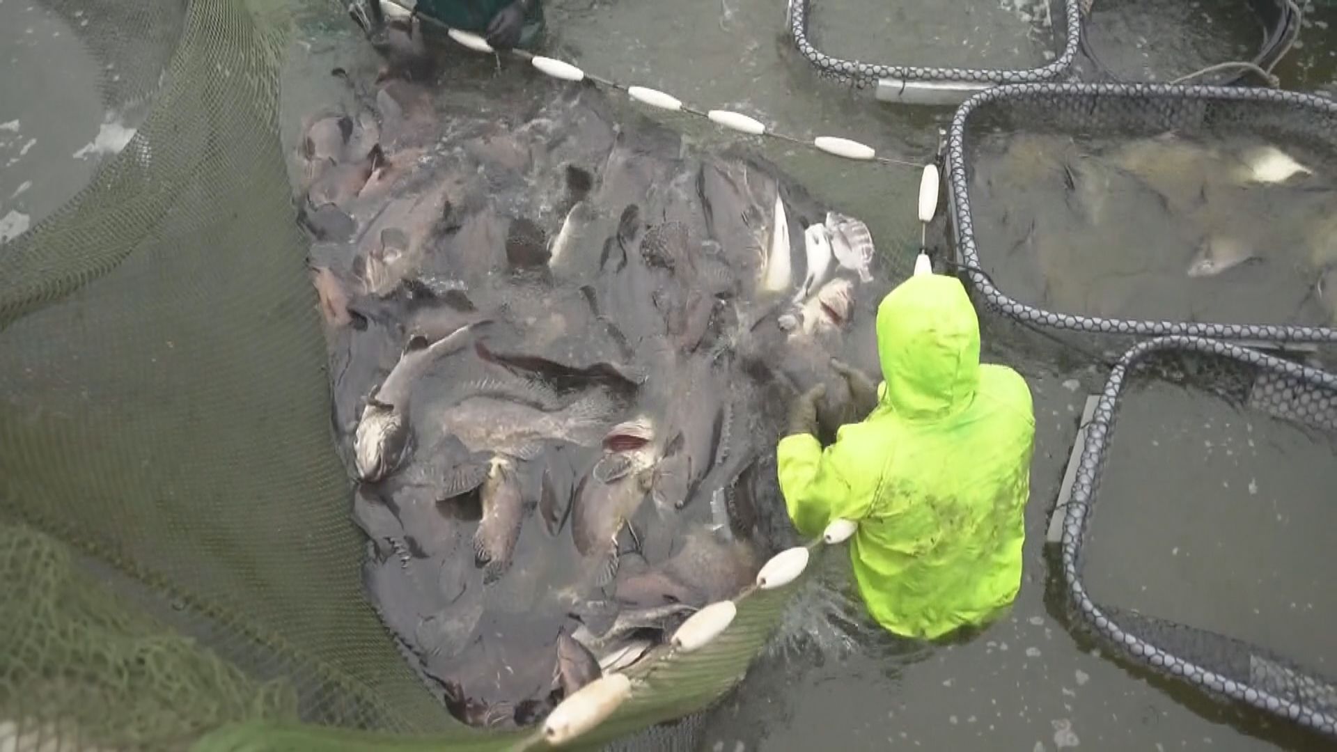 台灣不排除就大陸禁止輸入石斑魚向世貿申訴