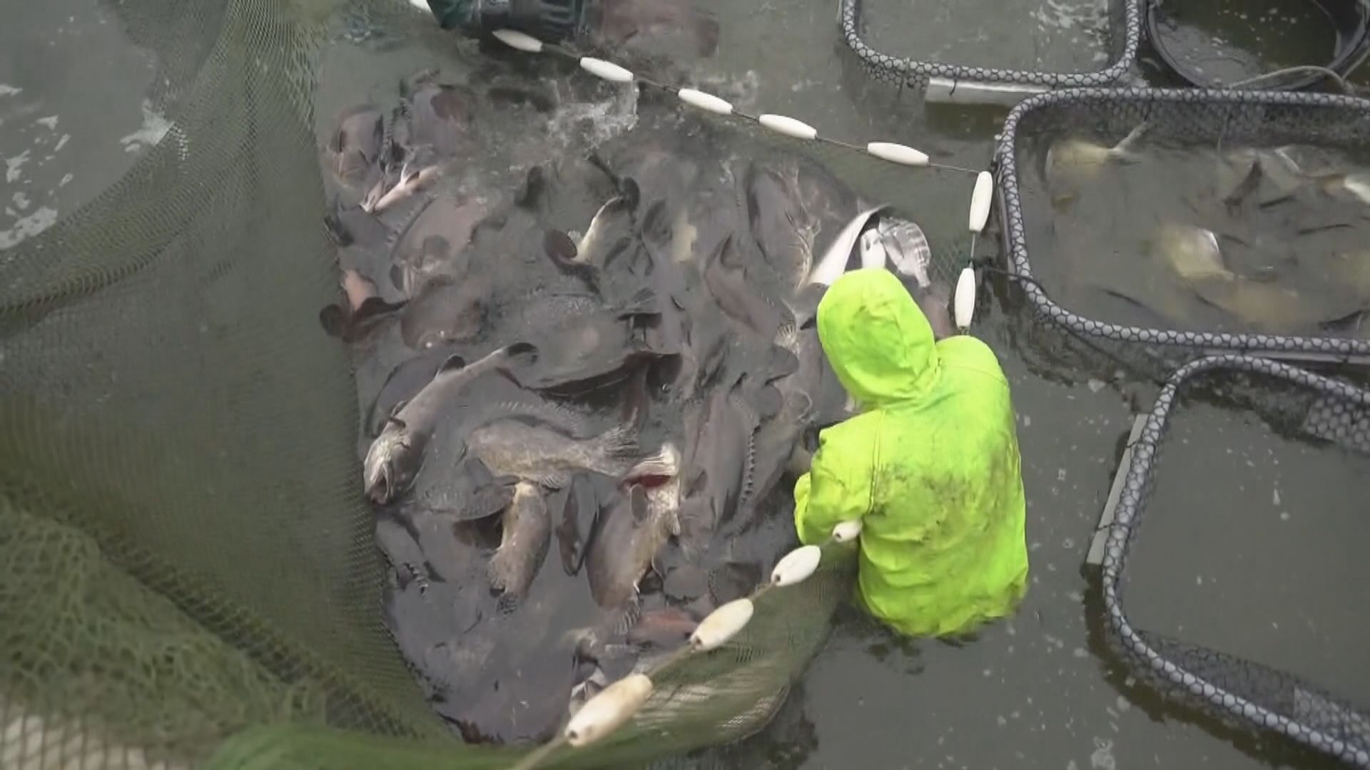 大陸恢復台灣的冰鮮白帶魚和凍竹莢魚入口