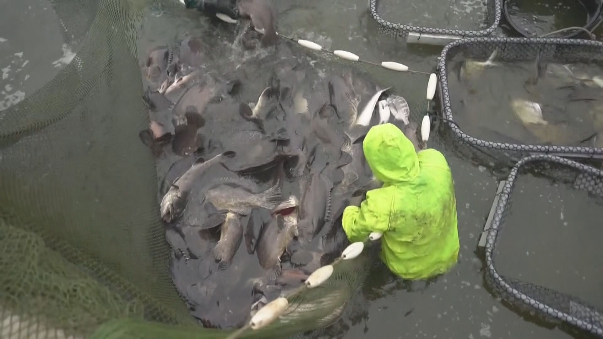 大陸即日起恢復輸入台灣石斑魚