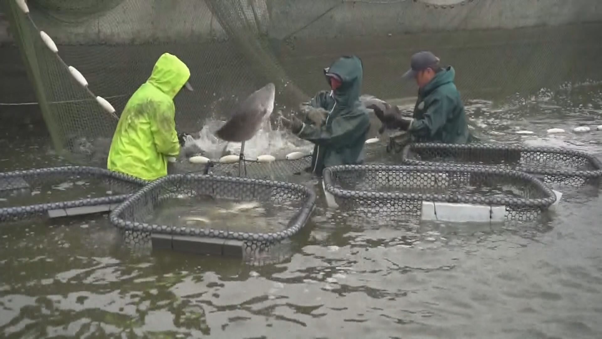 台灣首批石斑魚在解禁後運抵大陸