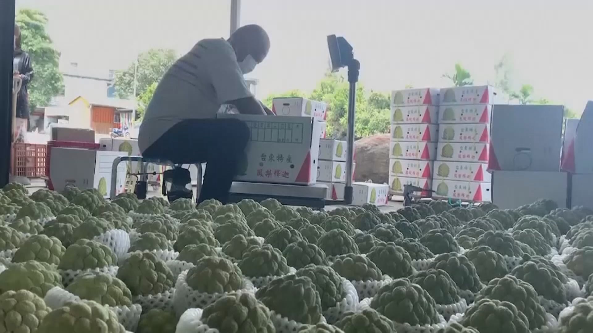 逾千台東縣番荔枝果園通過註冊登記 產品可輸入大陸