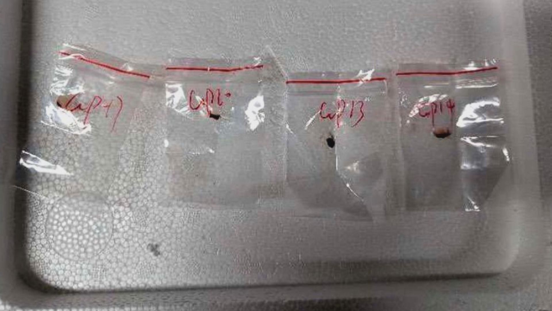 中國反對美國就中國留學生被控走私真菌搞政治操弄