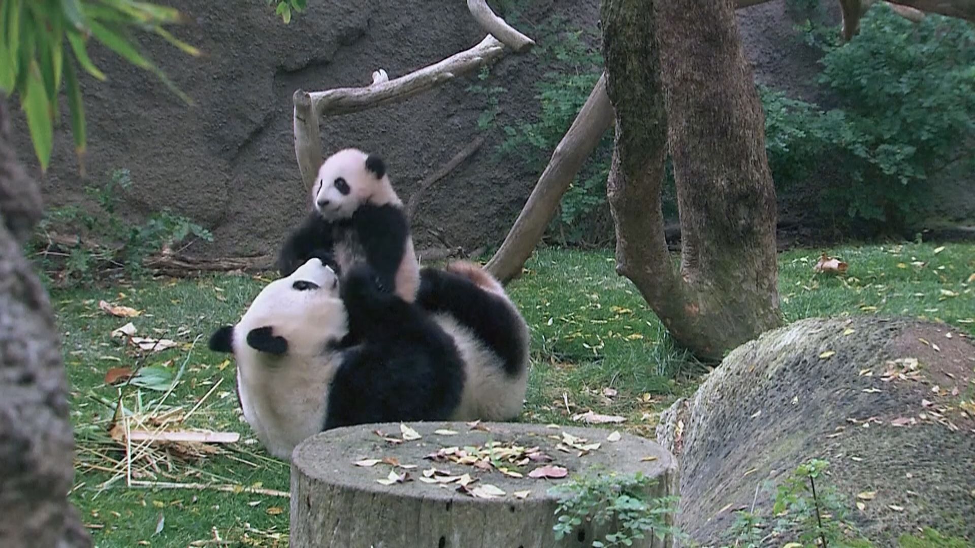 中方據報將再租借一對大熊貓給美國 有望年內抵達聖迭戈動物園