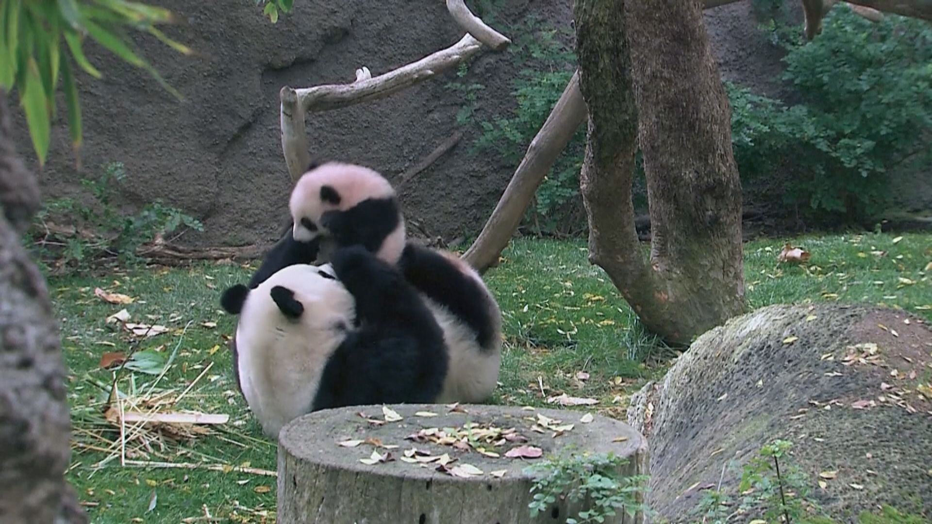 中國計劃明年租借一對大熊貓予三藩市