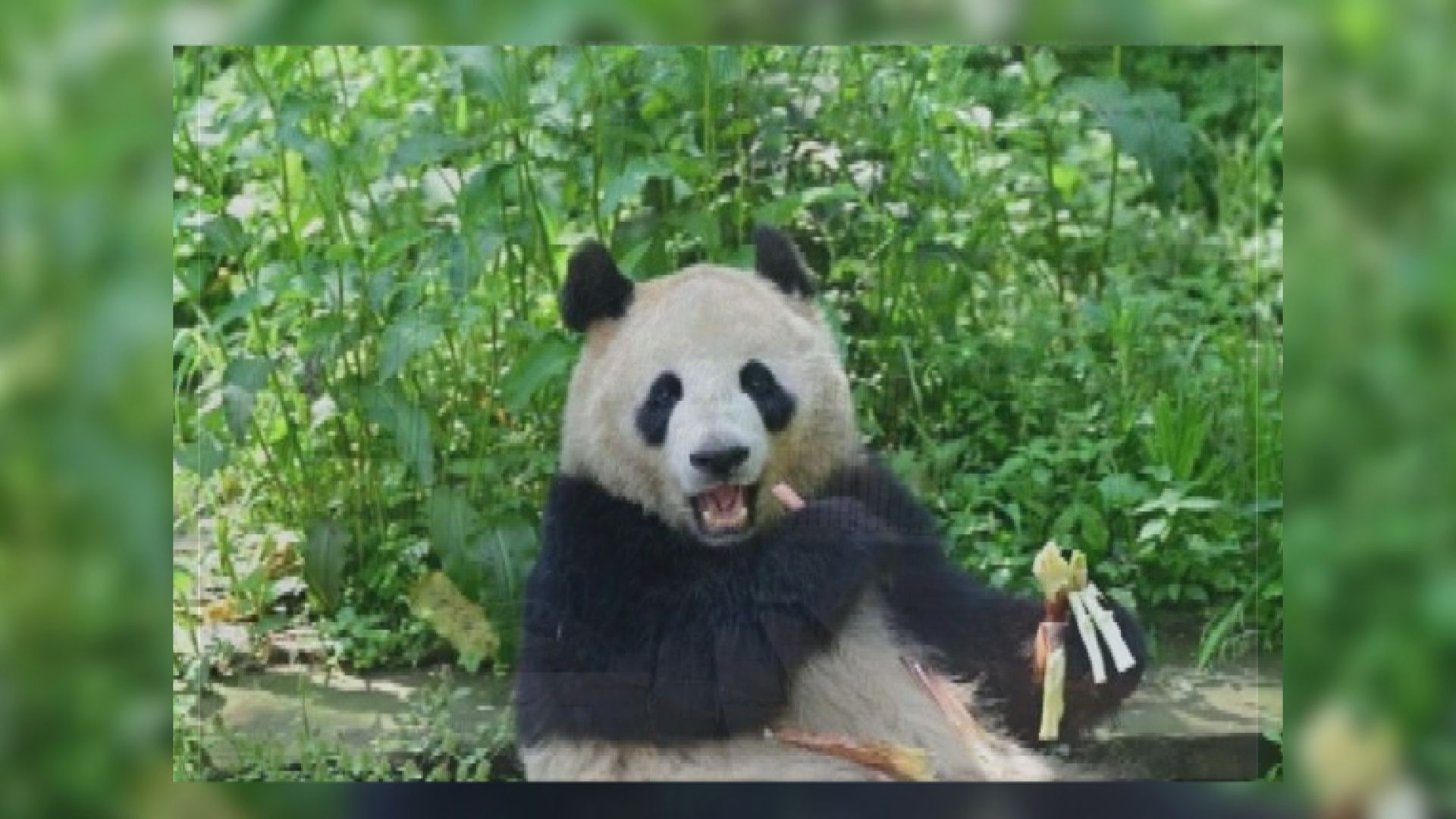大熊貓雲川和鑫寶將赴美為期十年