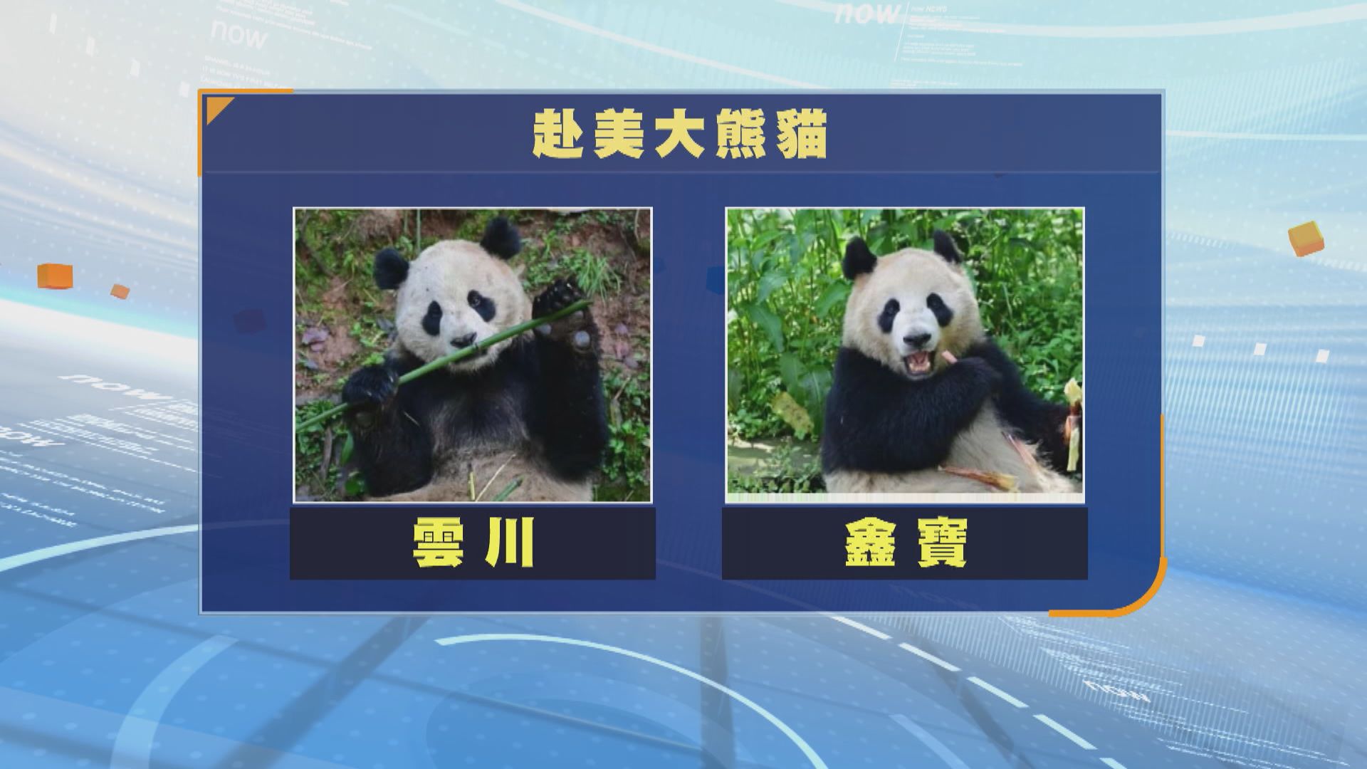 中美開啟新一輪大熊貓保護合作