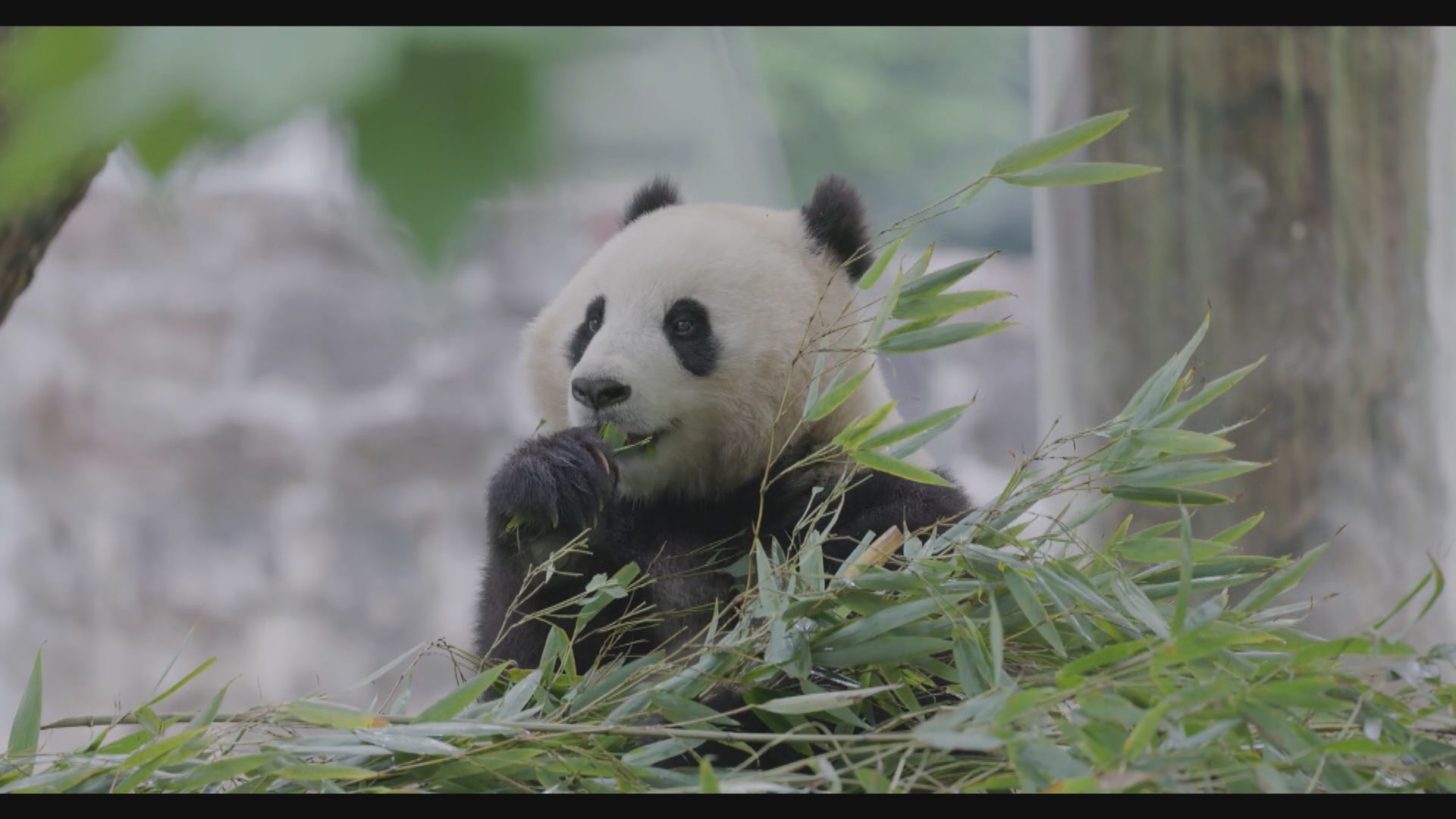 中國一對大熊貓今年內將赴美國華盛頓