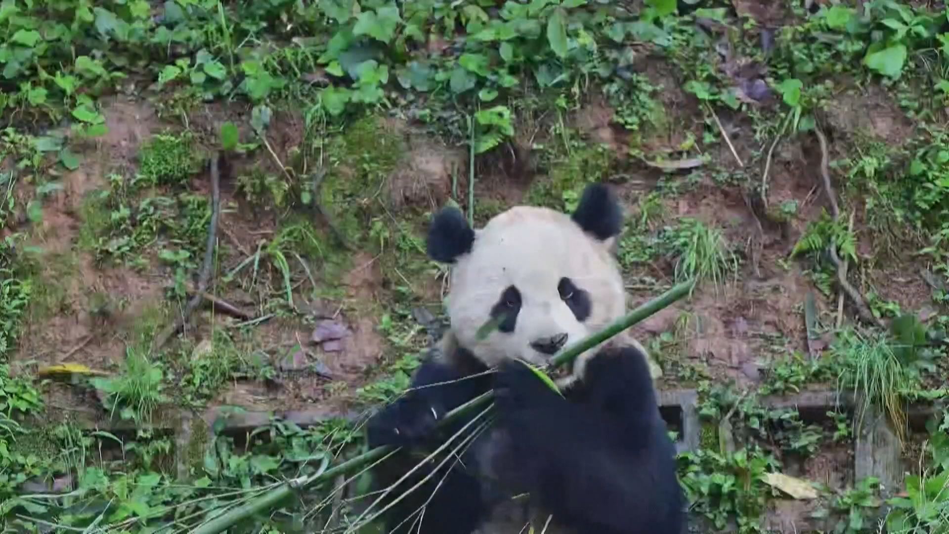 中國大熊貓雲川及鑫寶抵達美國