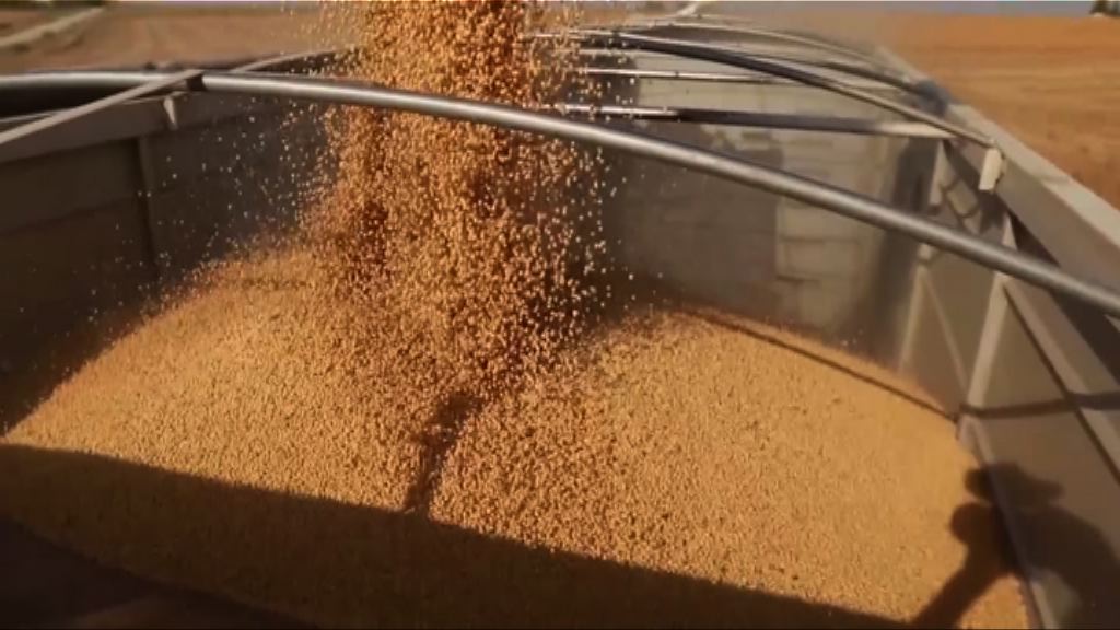【中美貿戰升級】美農業部：華對美入口大豆需求將跌11%