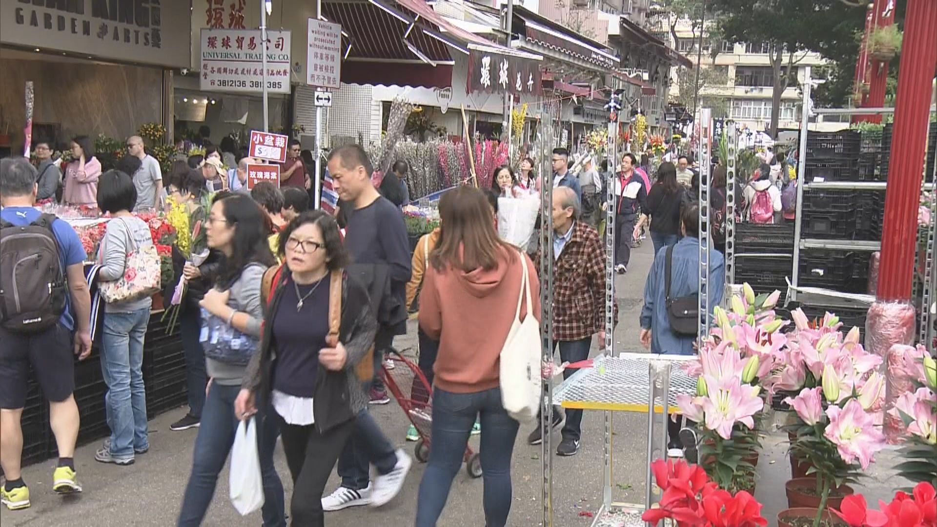 花墟商戶忙補貨供市民選購年花